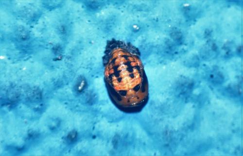 Coccinella septempunctata